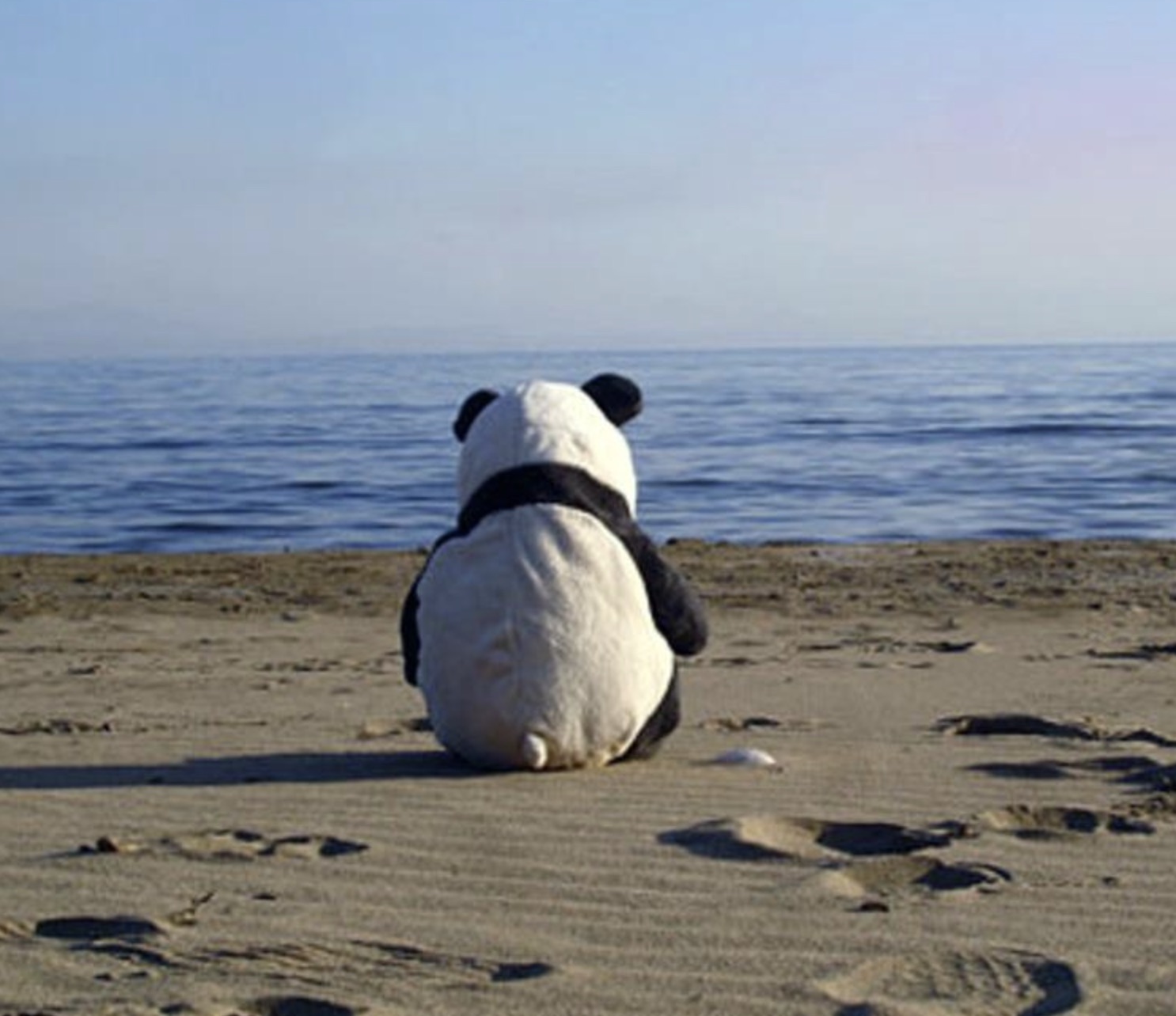 panda on beach